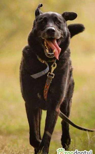 PORTER - mix labradora szuka najlepszego domu