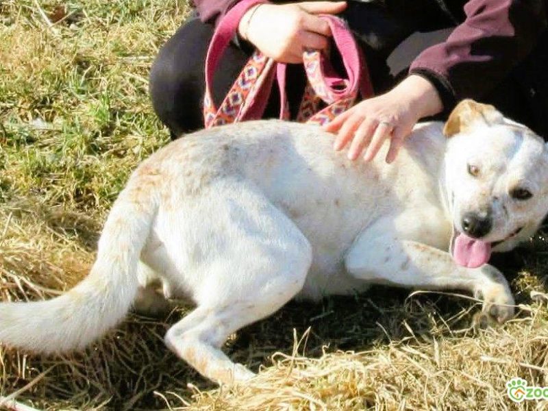 ROY - mini biszkoptowy labrador szuka domu