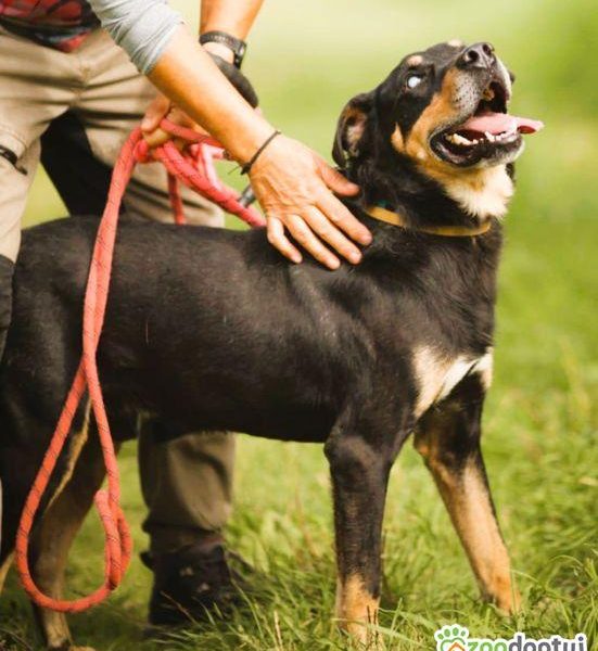 FIGARO - niewidomy psiak za kratami schroniska, ADOPTUJ!