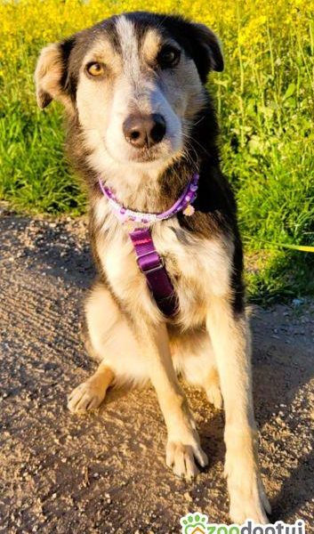 POKER - super psiak poleca się do adopcji