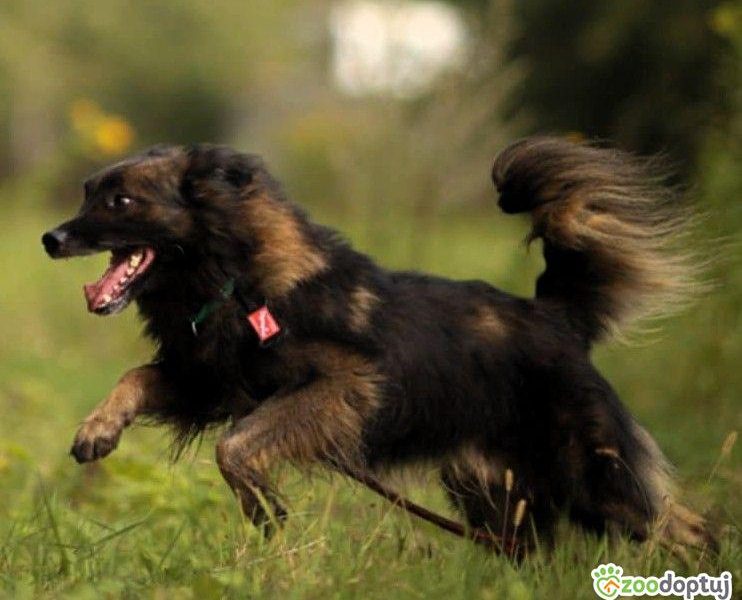 PUSZEK - roczny, super psiak do adopcji