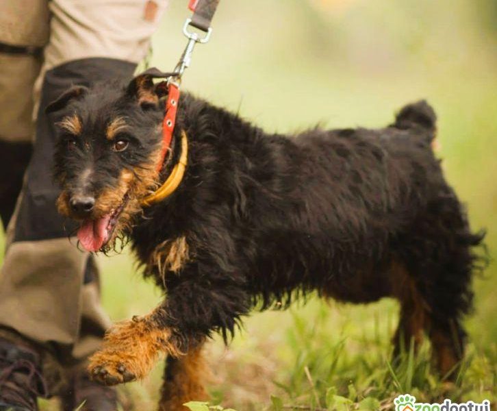 FRED - kochany psiak w typie jagdterriera szuka domu