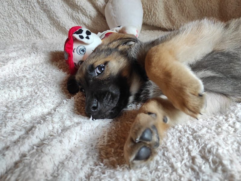 2 miesięczny maluch Tedi szuka domu