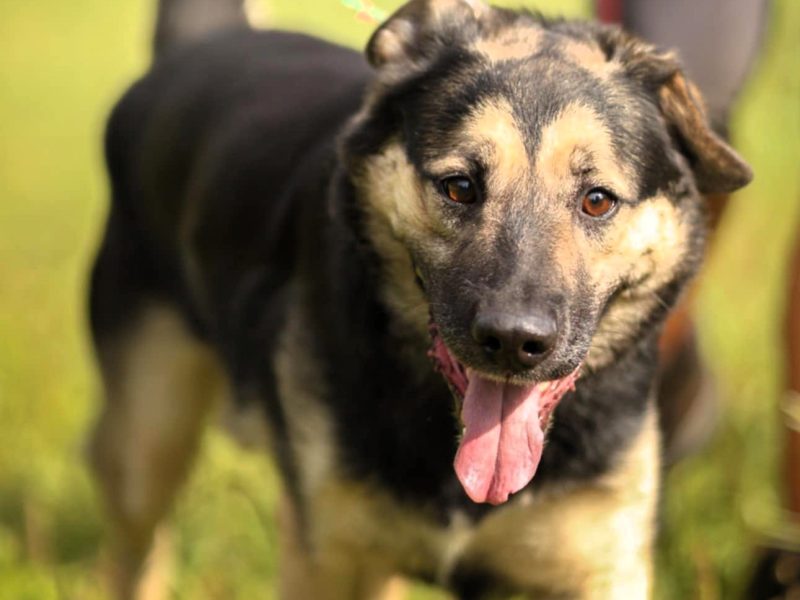 KAZANEK - młodziuktki, kochany psiak do adopcji