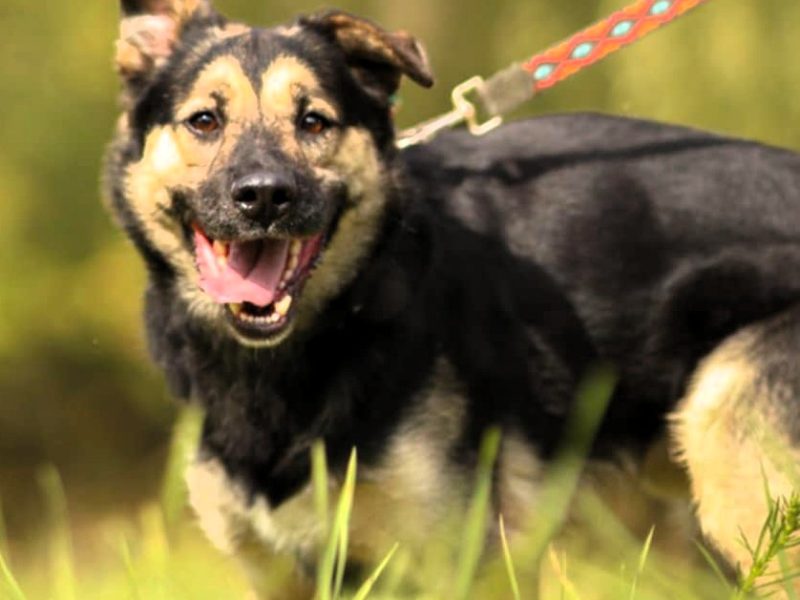 KAZANEK - młodziuktki, kochany psiak do adopcji