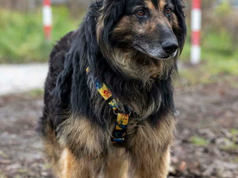 Dostojny psi senior Nygaś