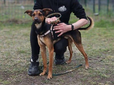 Panduś szuka doświadczonych opiekunów