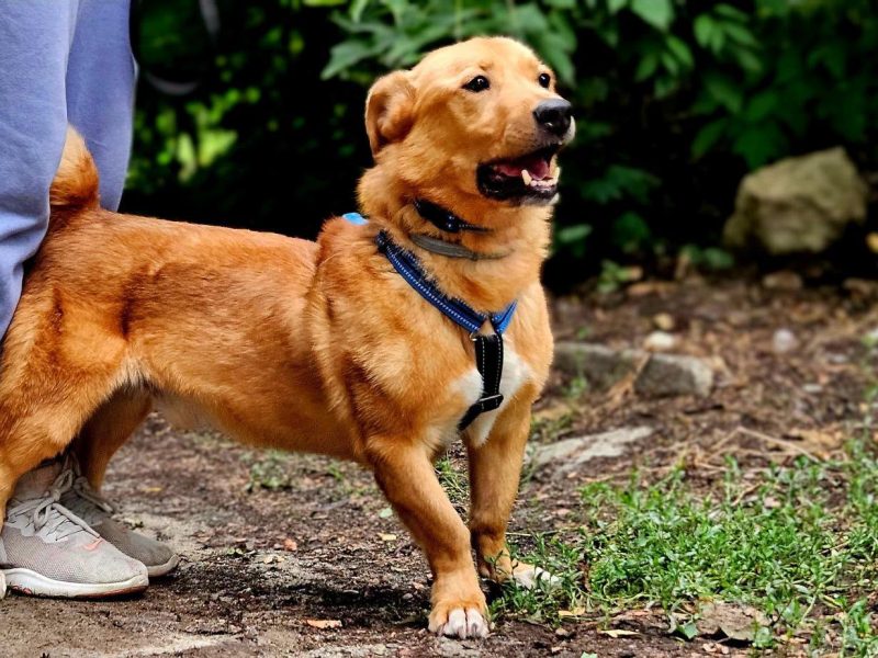 Psi senior Doggi szuka domu!