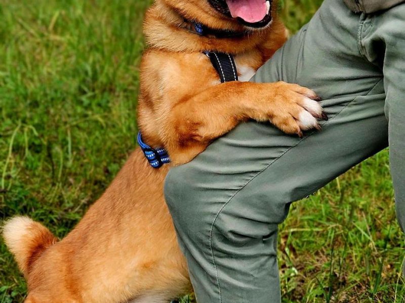 Psi senior Doggi szuka domu!