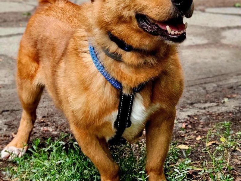 Psi senior Doggi szuka domu!