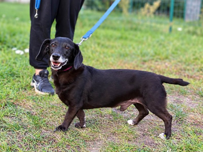 Niskopodwoziowy senior Macho