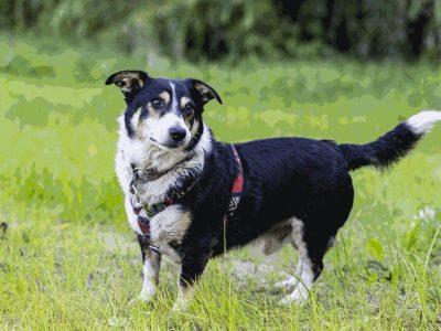 Niskopodwoziowy Misiek szuka domu!
