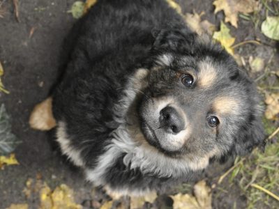 10 tyg. Tobiaszek szuka domu!